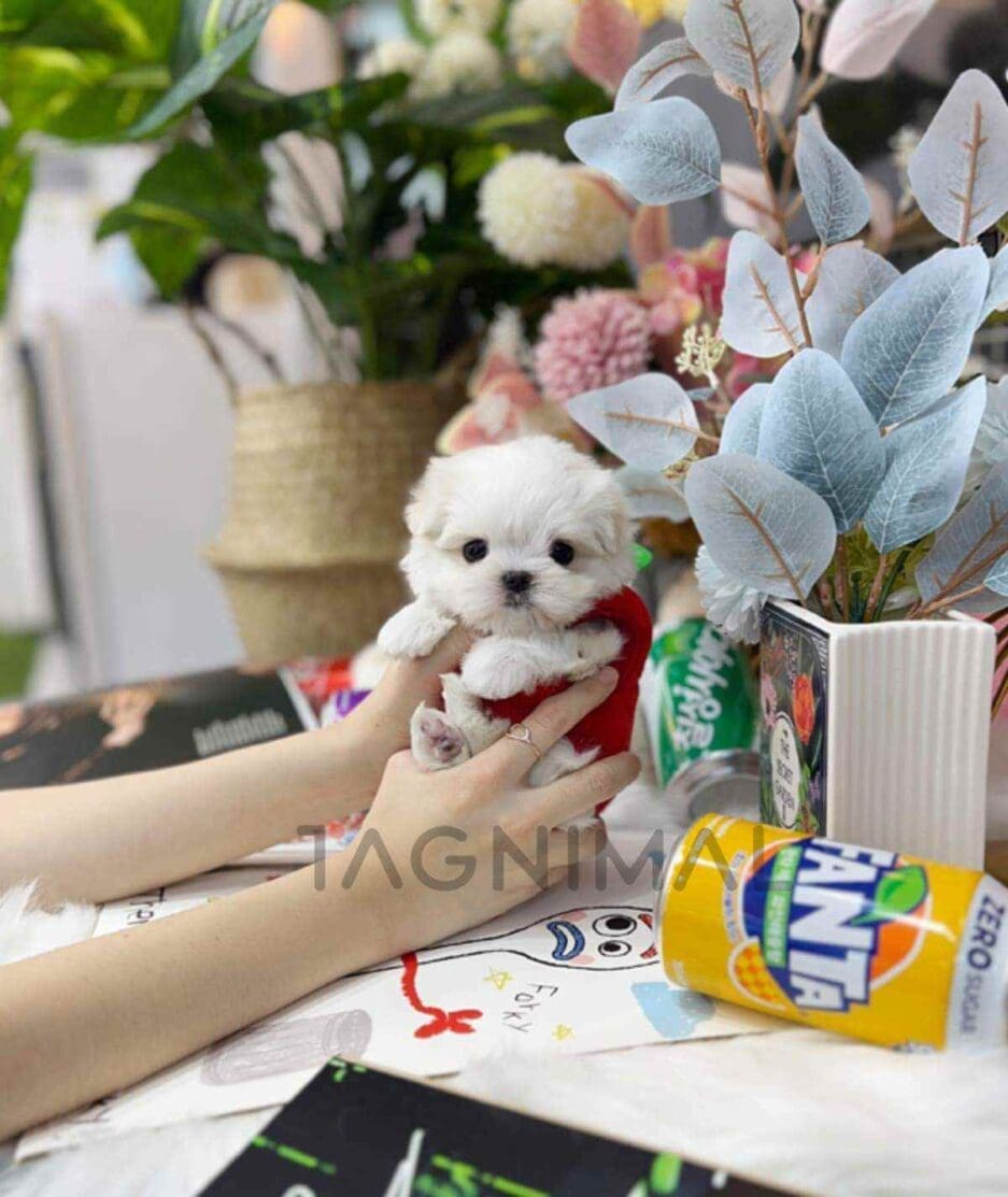 Maltese puppy for sale, dog for sale at Tagnimal