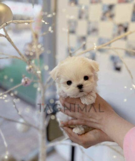 Maltese puppy for sale, dog for sale at Tagnimal