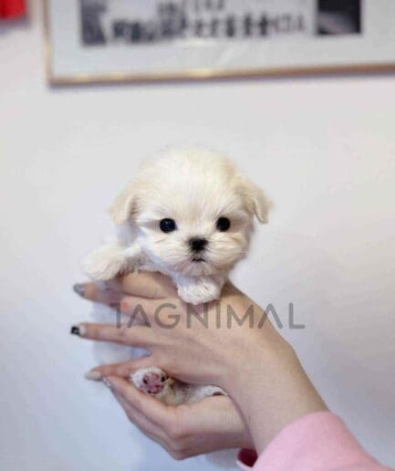 Maltese puppy for sale, dog for sale at Tagnimal