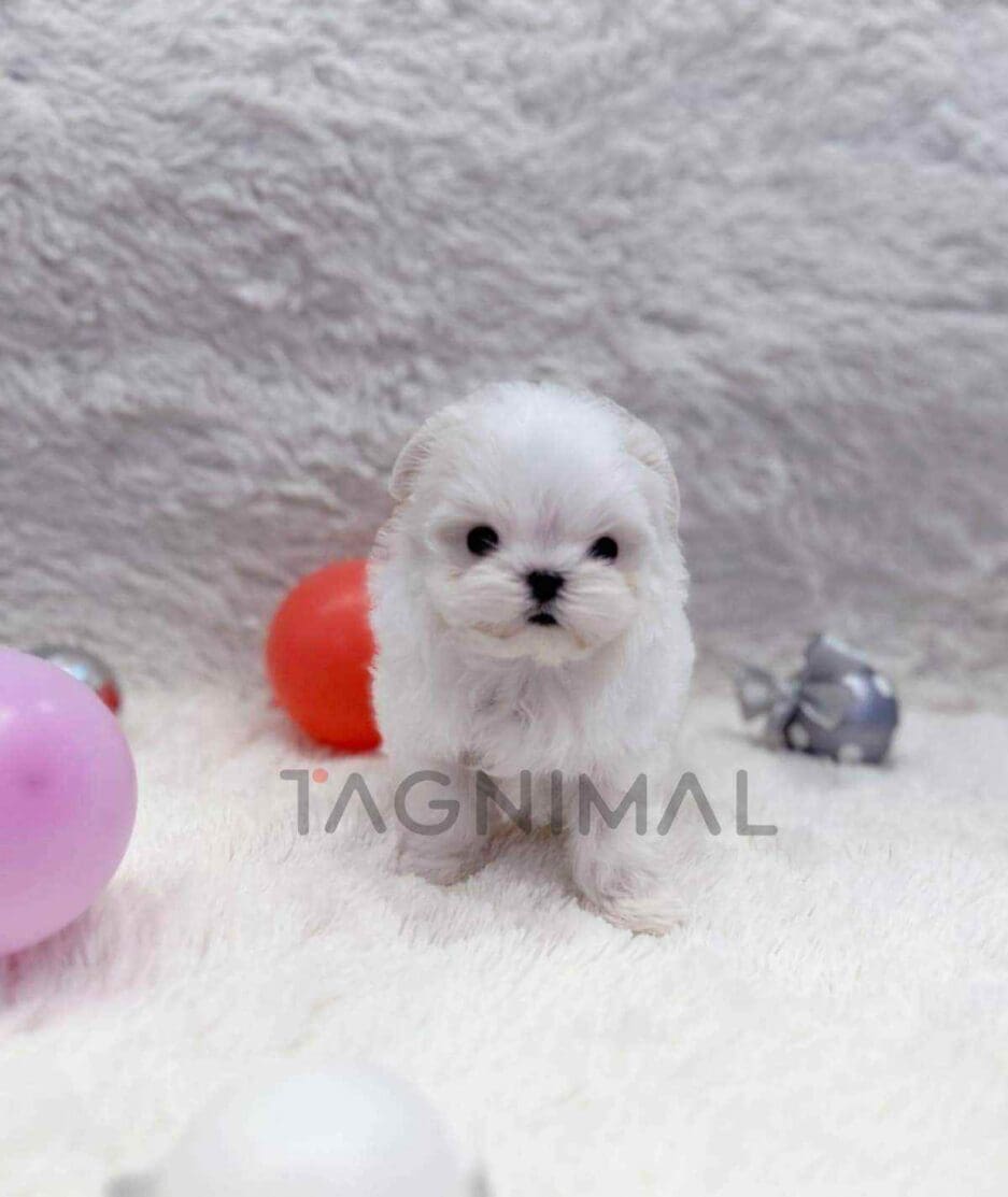 Maltese puppy for sale, dog for sale at Tagnimal