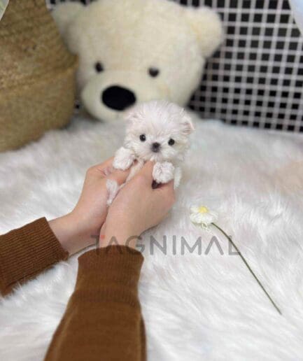 Maltese puppy for sale, dog for sale at Tagnimal