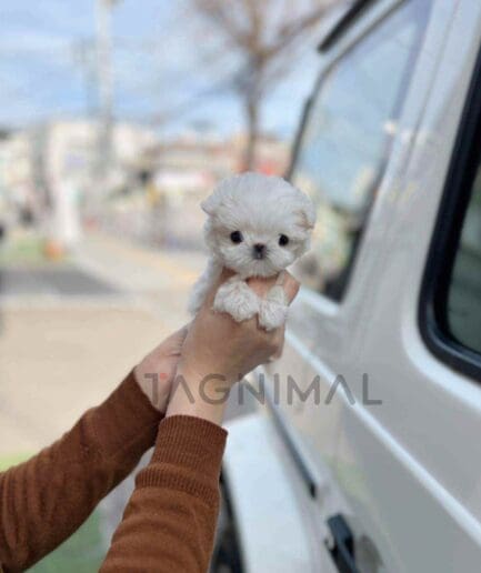 Maltese puppy for sale, dog for sale at Tagnimal