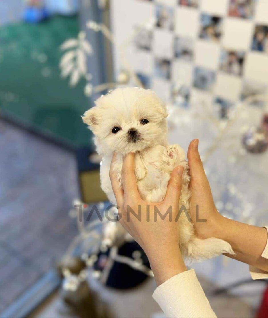 Maltese puppy for sale, dog for sale at Tagnimal