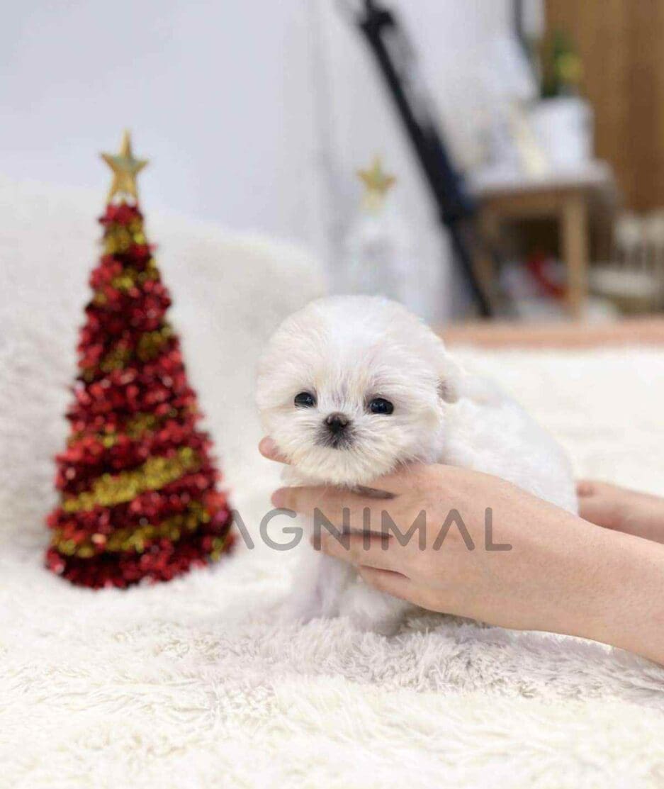 Maltese puppy for sale, dog for sale at Tagnimal