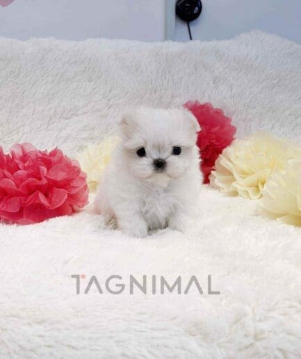 Maltese puppy for sale, dog for sale at Tagnimal