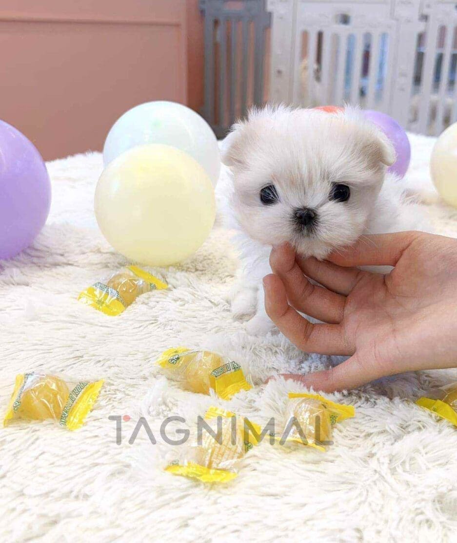 Maltese puppy for sale, dog for sale at Tagnimal