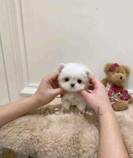 Maltese puppy for sale, dog for sale at Tagnimal