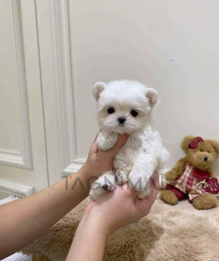 Maltese puppy for sale, dog for sale at Tagnimal