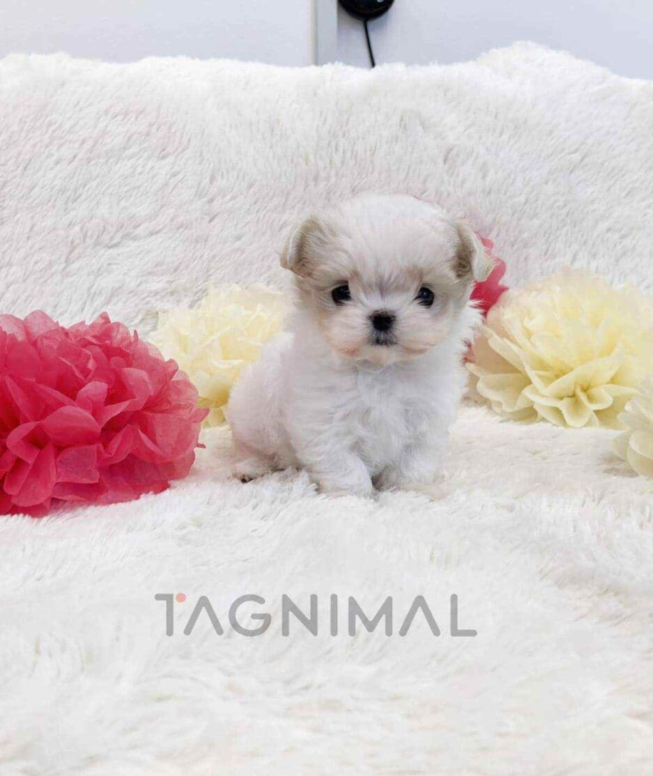 Maltese puppy for sale, dog for sale at Tagnimal