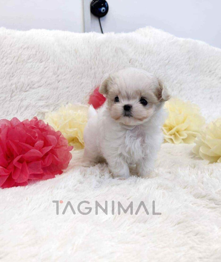 Maltese puppy for sale, dog for sale at Tagnimal