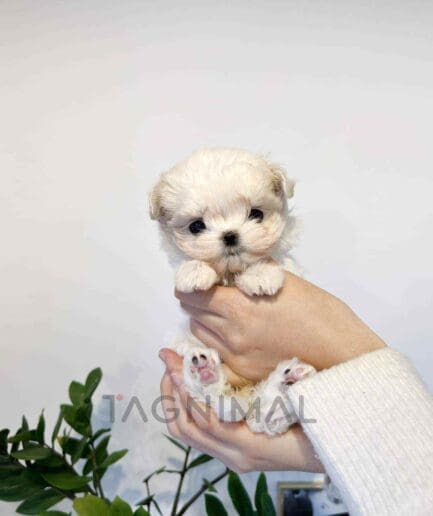 Maltese puppy for sale, dog for sale at Tagnimal