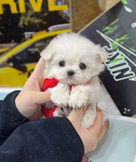 Maltese puppy for sale, dog for sale at Tagnimal