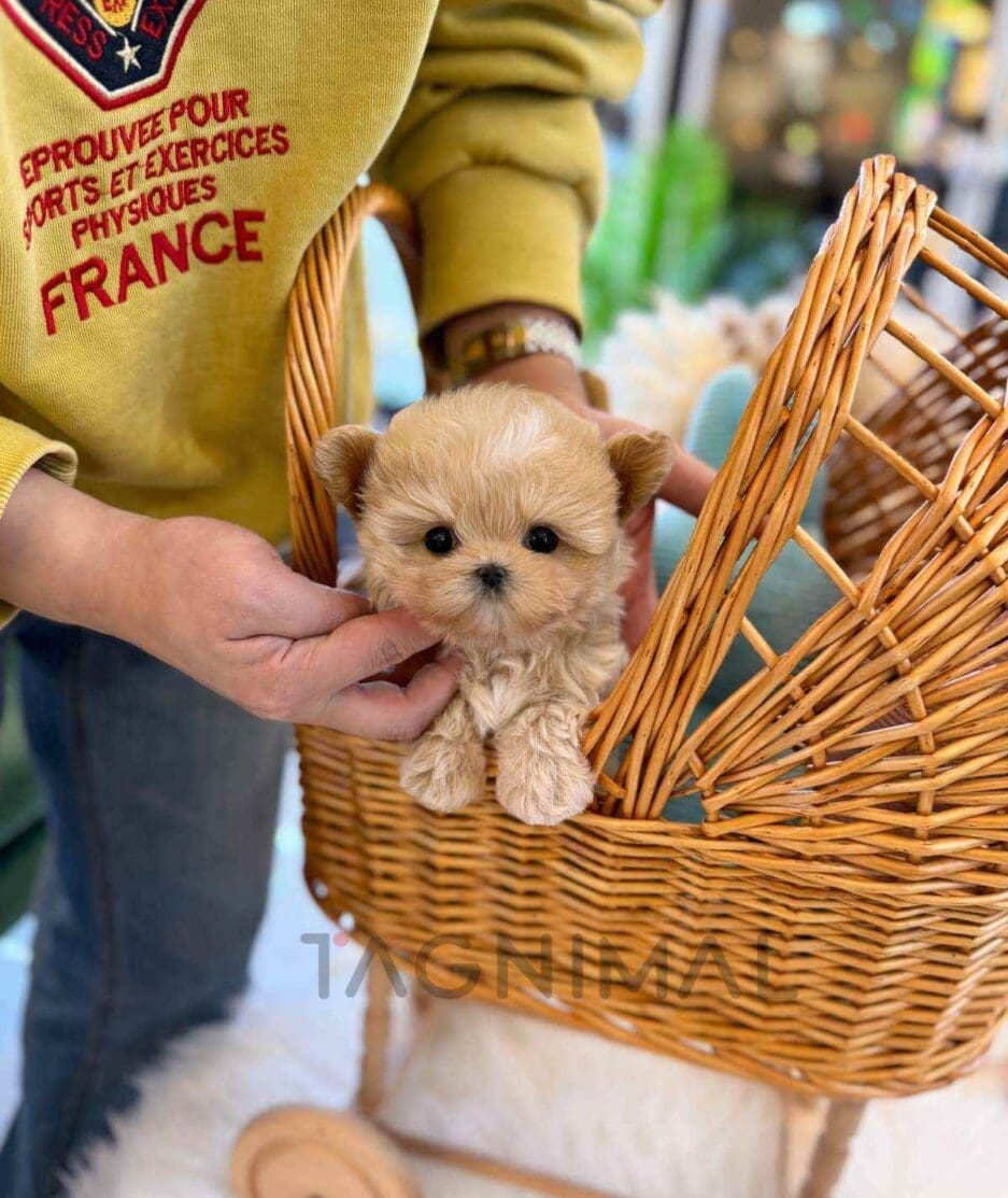 Maltipoo puppy for sale, dog for sale at Tagnimal