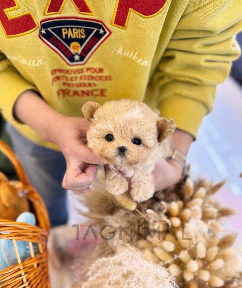 Maltipoo puppy for sale, dog for sale at Tagnimal