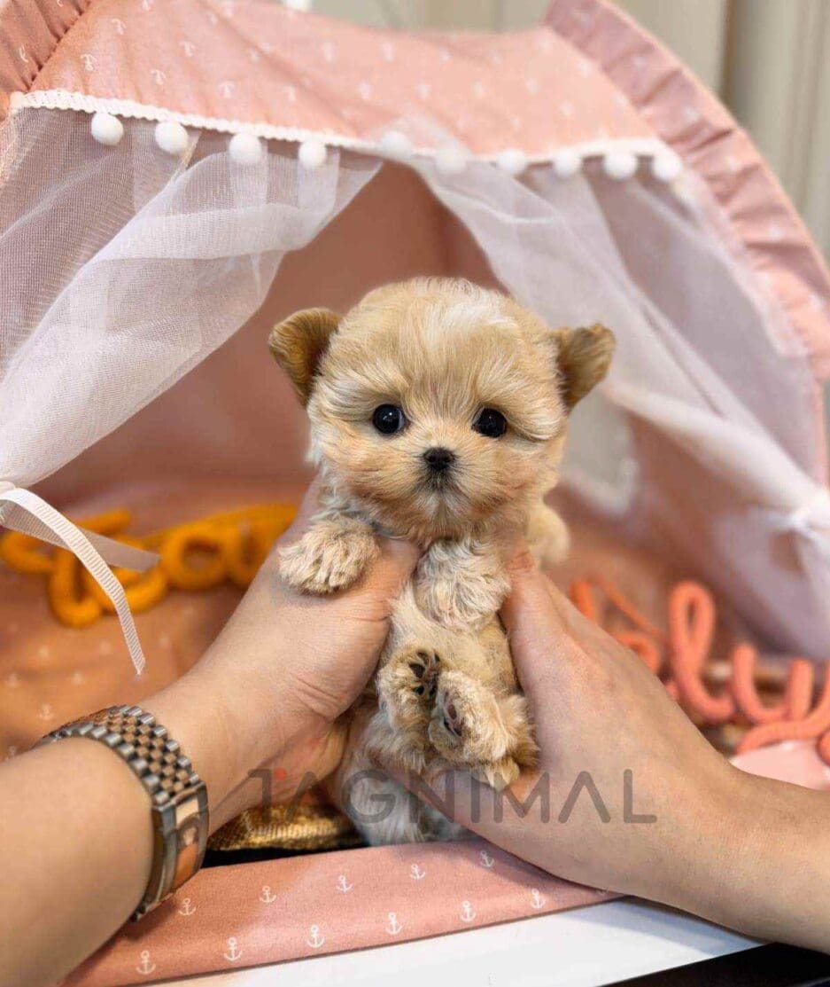 Maltipoo puppy for sale, dog for sale at Tagnimal