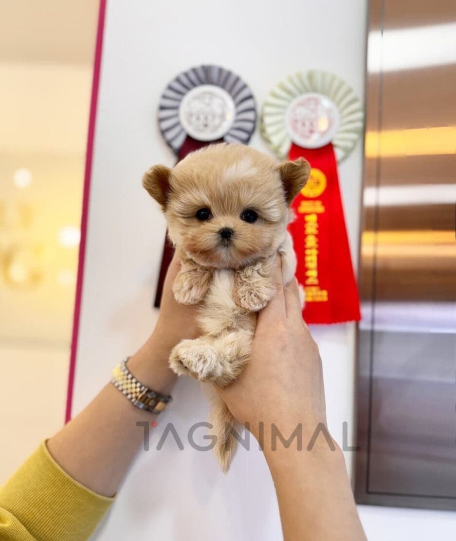 Maltipoo puppy for sale, dog for sale at Tagnimal