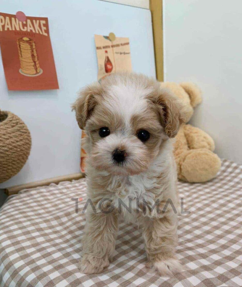 Maltipoo puppy for sale, dog for sale at Tagnimal