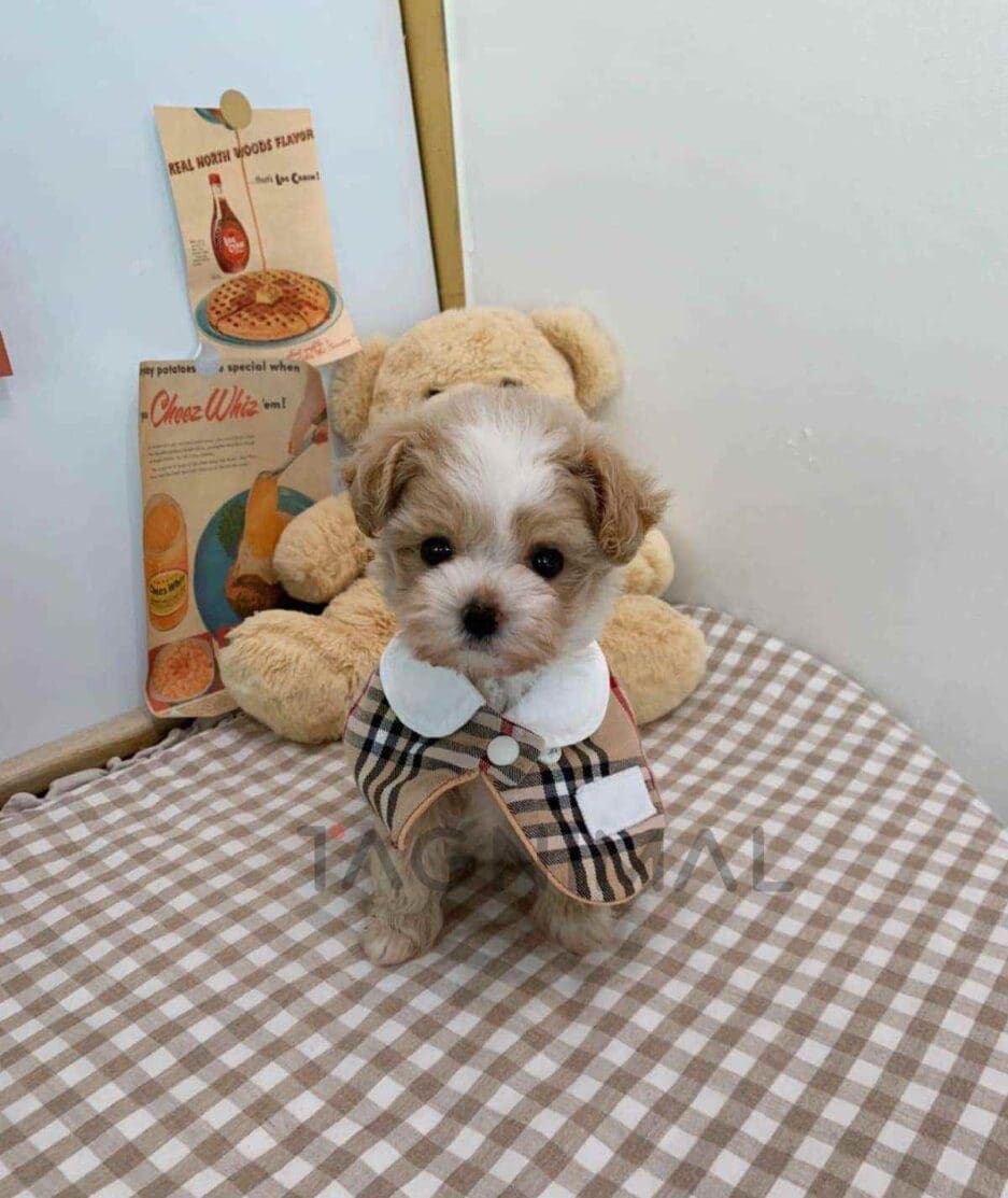 Maltipoo puppy for sale, dog for sale at Tagnimal