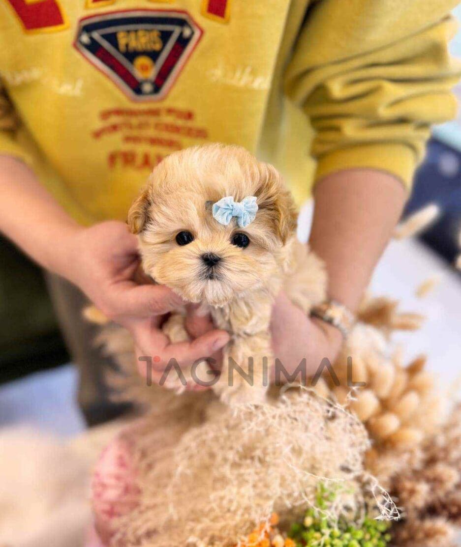 Maltipoo puppy for sale, dog for sale at Tagnimal