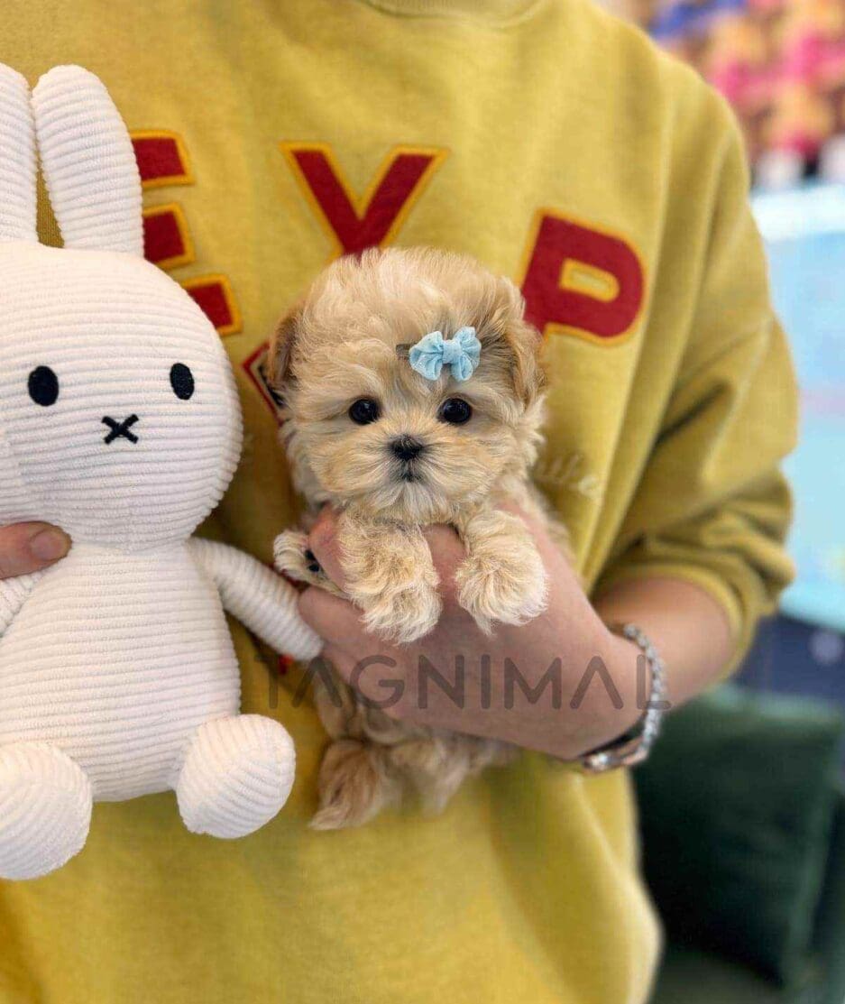 Maltipoo puppy for sale, dog for sale at Tagnimal