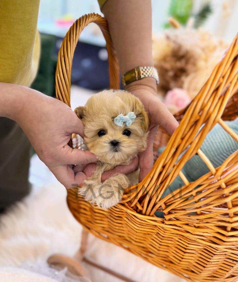 Maltipoo puppy for sale, dog for sale at Tagnimal