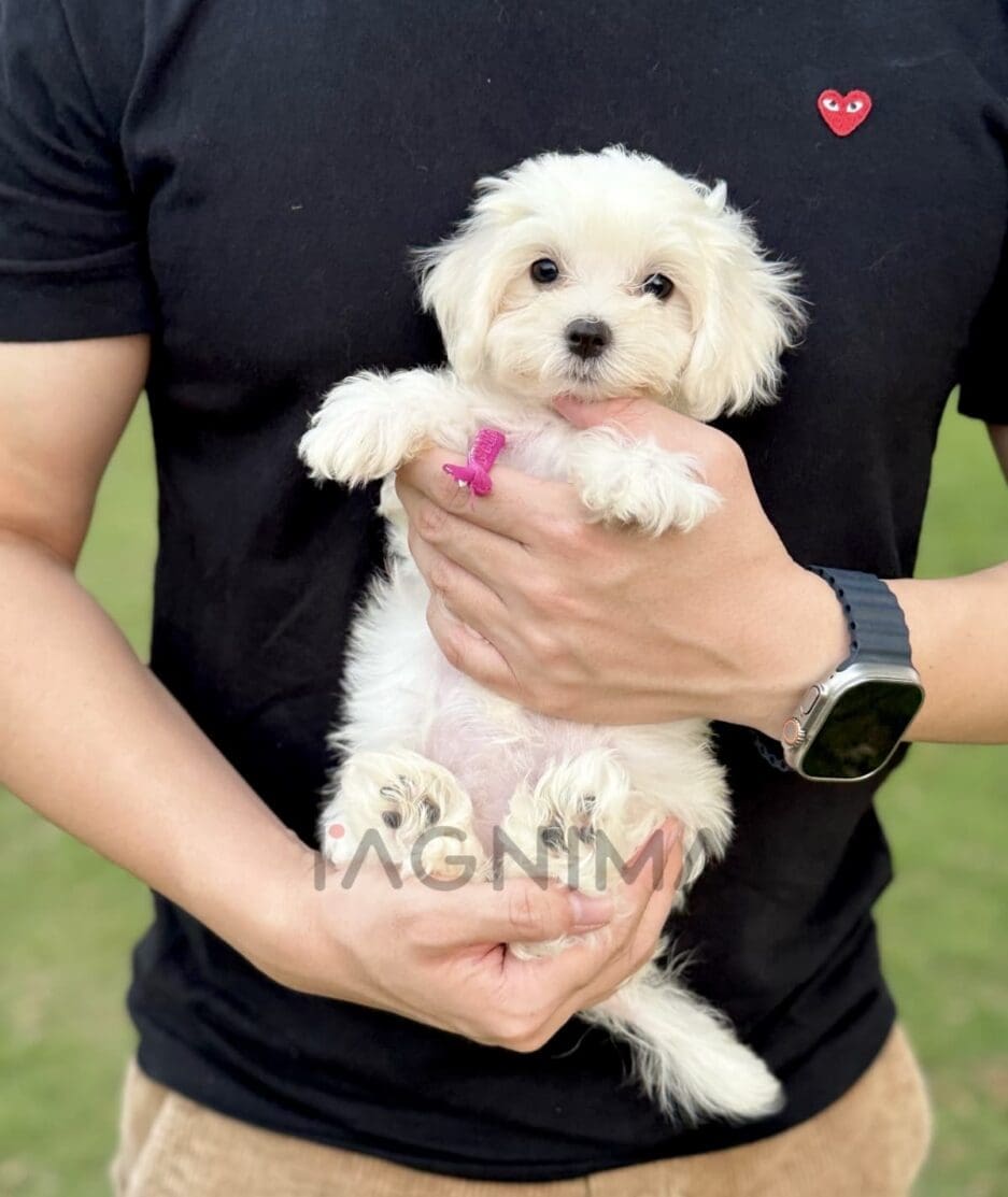 Maltipoo puppy for sale, dog for sale at Tagnimal