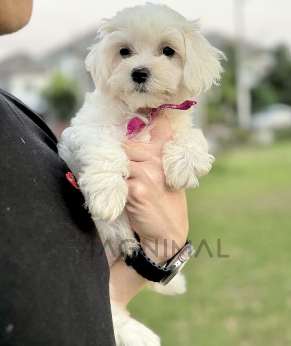 Maltipoo puppy for sale, dog for sale at Tagnimal