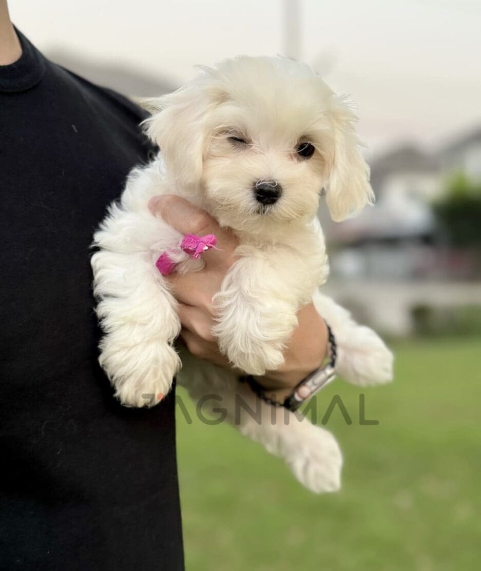 Maltipoo puppy for sale, dog for sale at Tagnimal