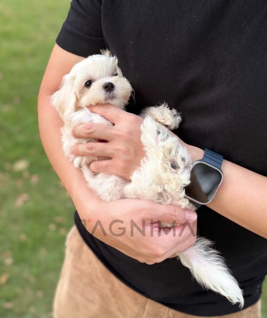 Maltipoo puppy for sale, dog for sale at Tagnimal