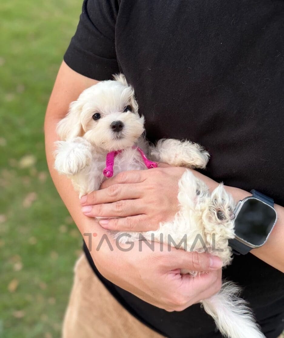 Maltipoo puppy for sale, dog for sale at Tagnimal