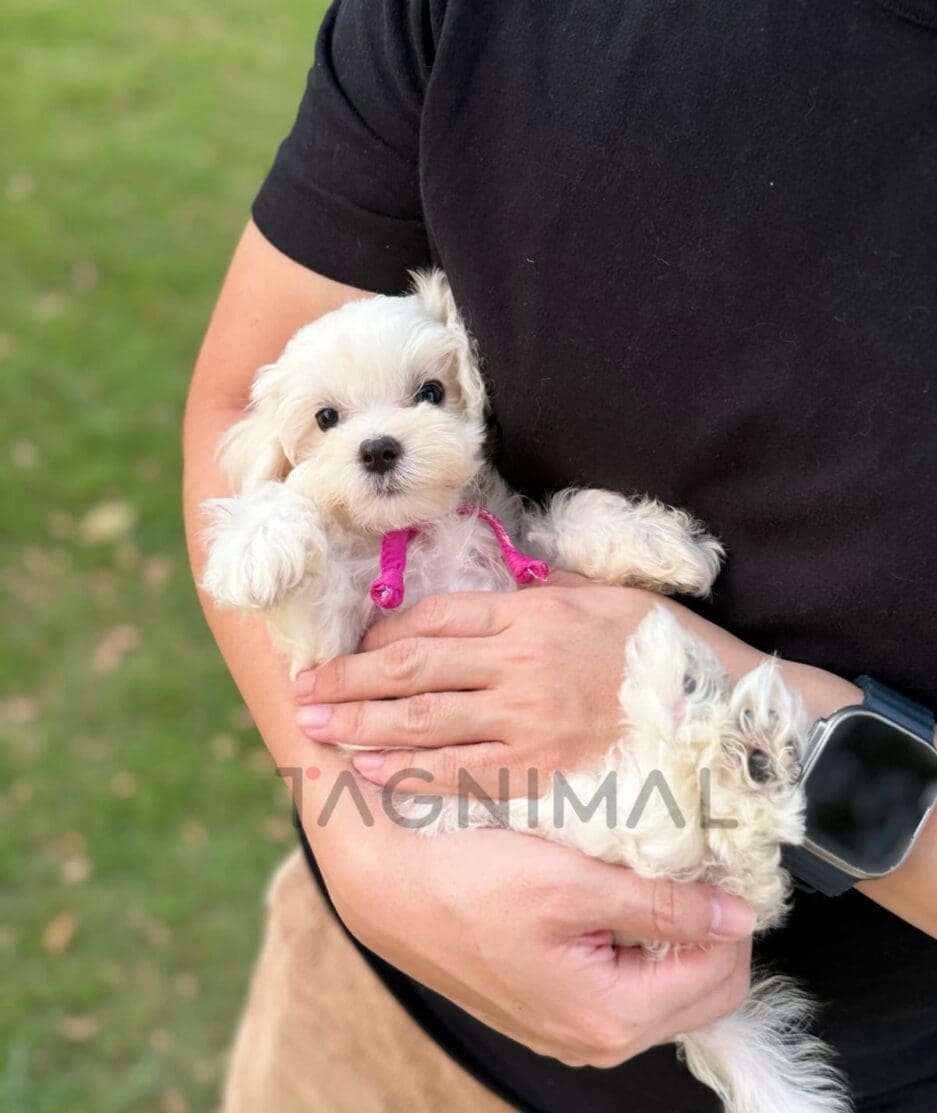 Maltipoo puppy for sale, dog for sale at Tagnimal