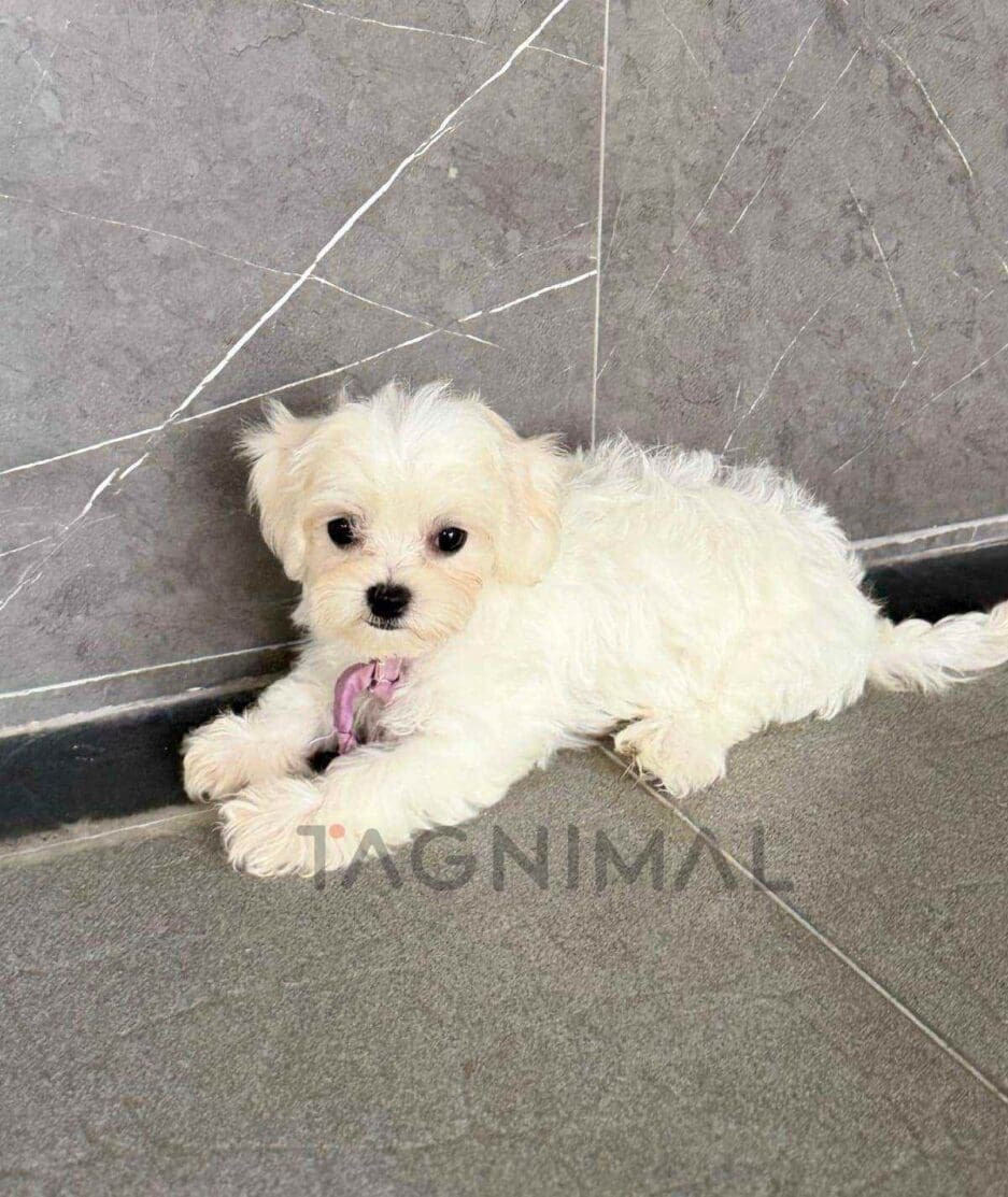 Maltipoo puppy for sale, dog for sale at Tagnimal