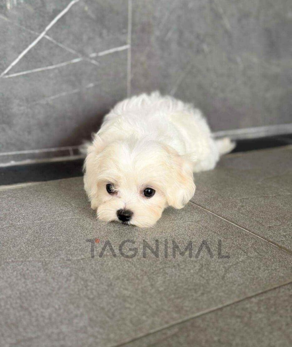 Maltipoo puppy for sale, dog for sale at Tagnimal