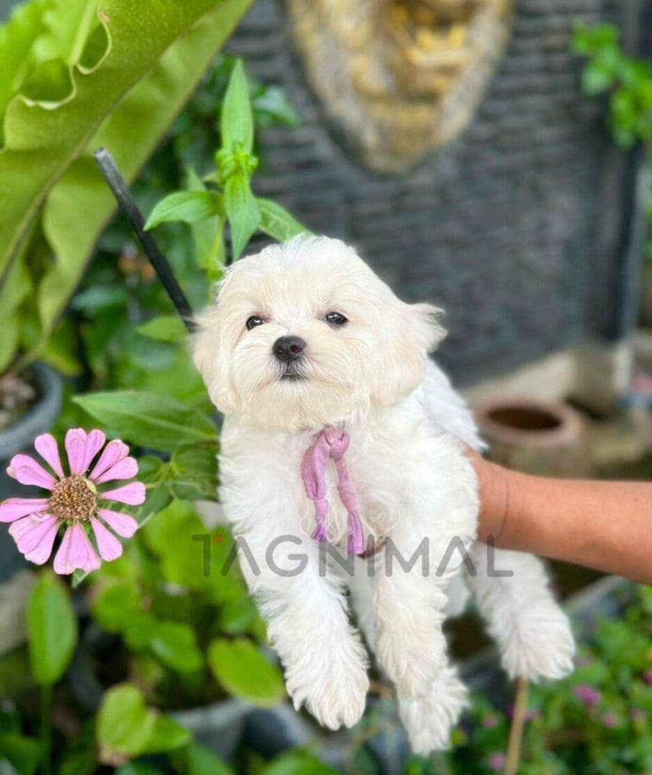 Maltipoo puppy for sale, dog for sale at Tagnimal