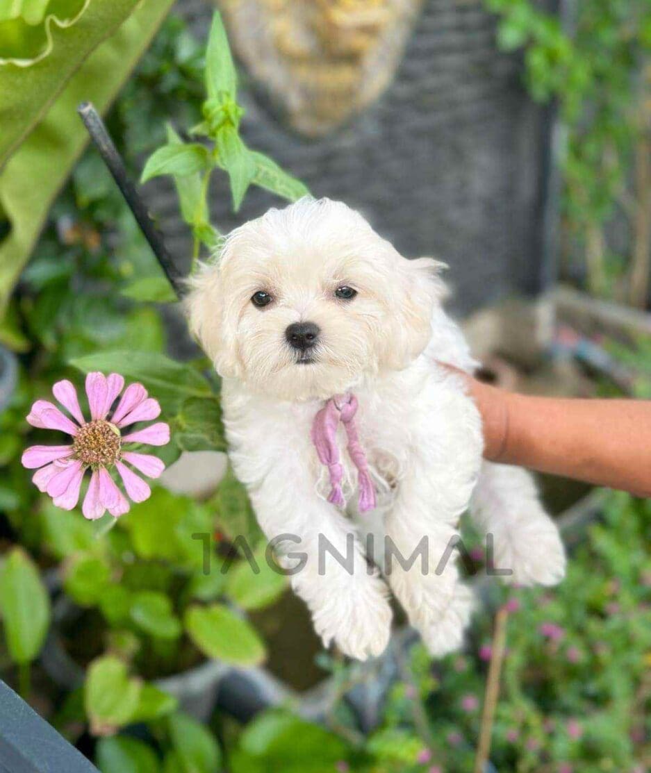 Maltipoo puppy for sale, dog for sale at Tagnimal