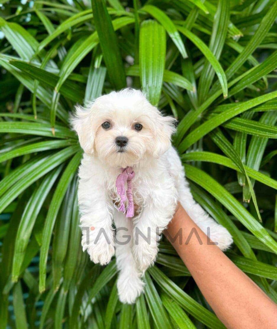 Maltipoo puppy for sale, dog for sale at Tagnimal