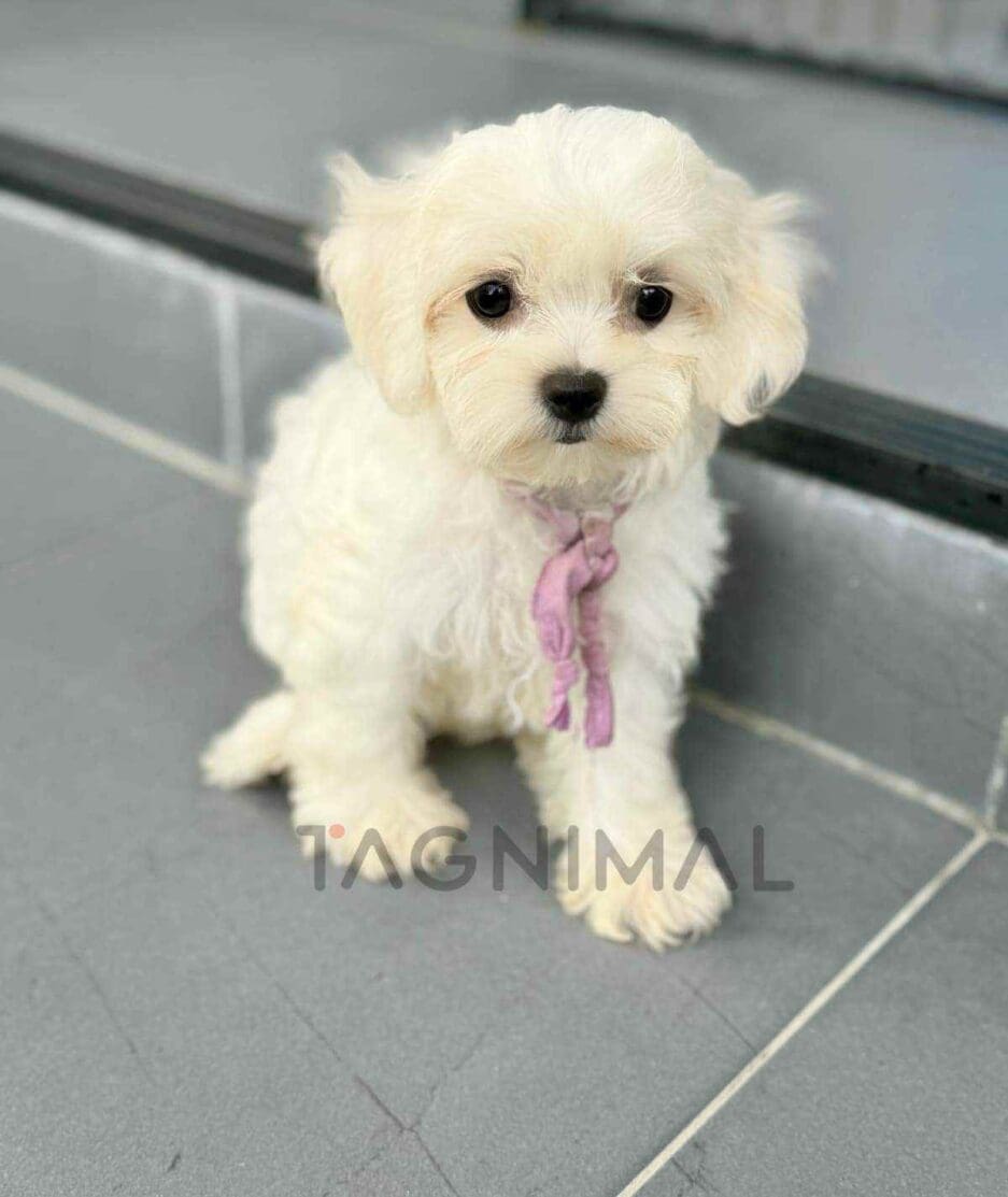 Maltipoo puppy for sale, dog for sale at Tagnimal