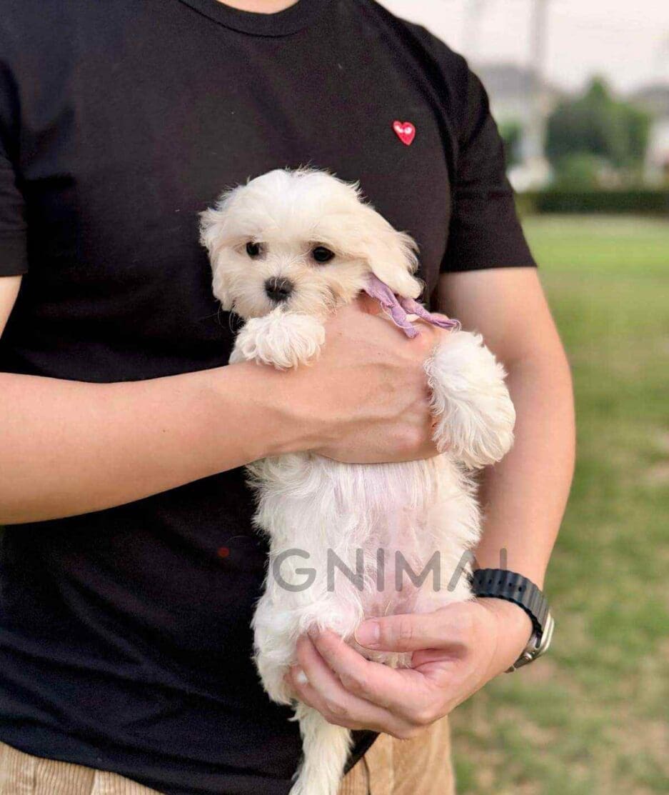 Maltipoo puppy for sale, dog for sale at Tagnimal