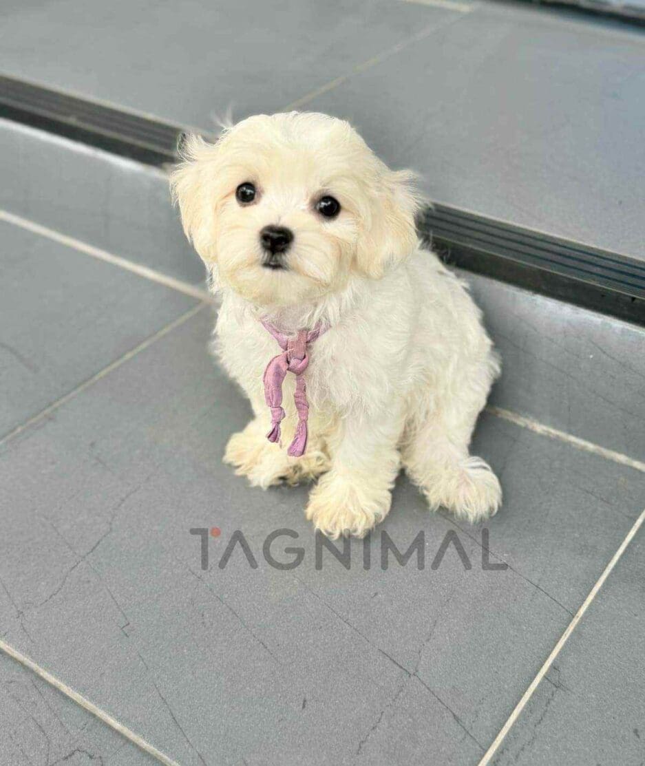 Maltipoo puppy for sale, dog for sale at Tagnimal