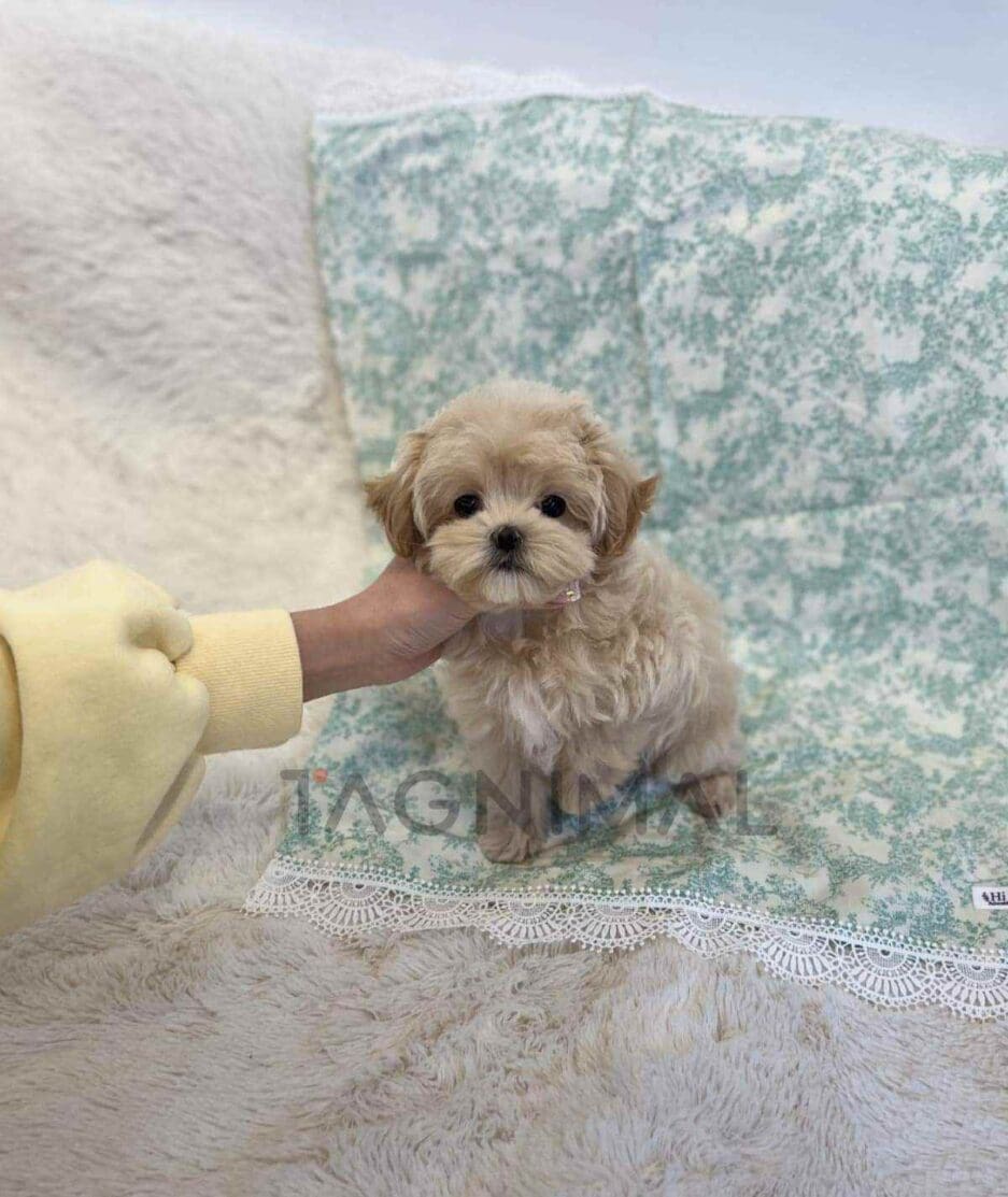 Maltipoo puppy for sale, dog for sale at Tagnimal