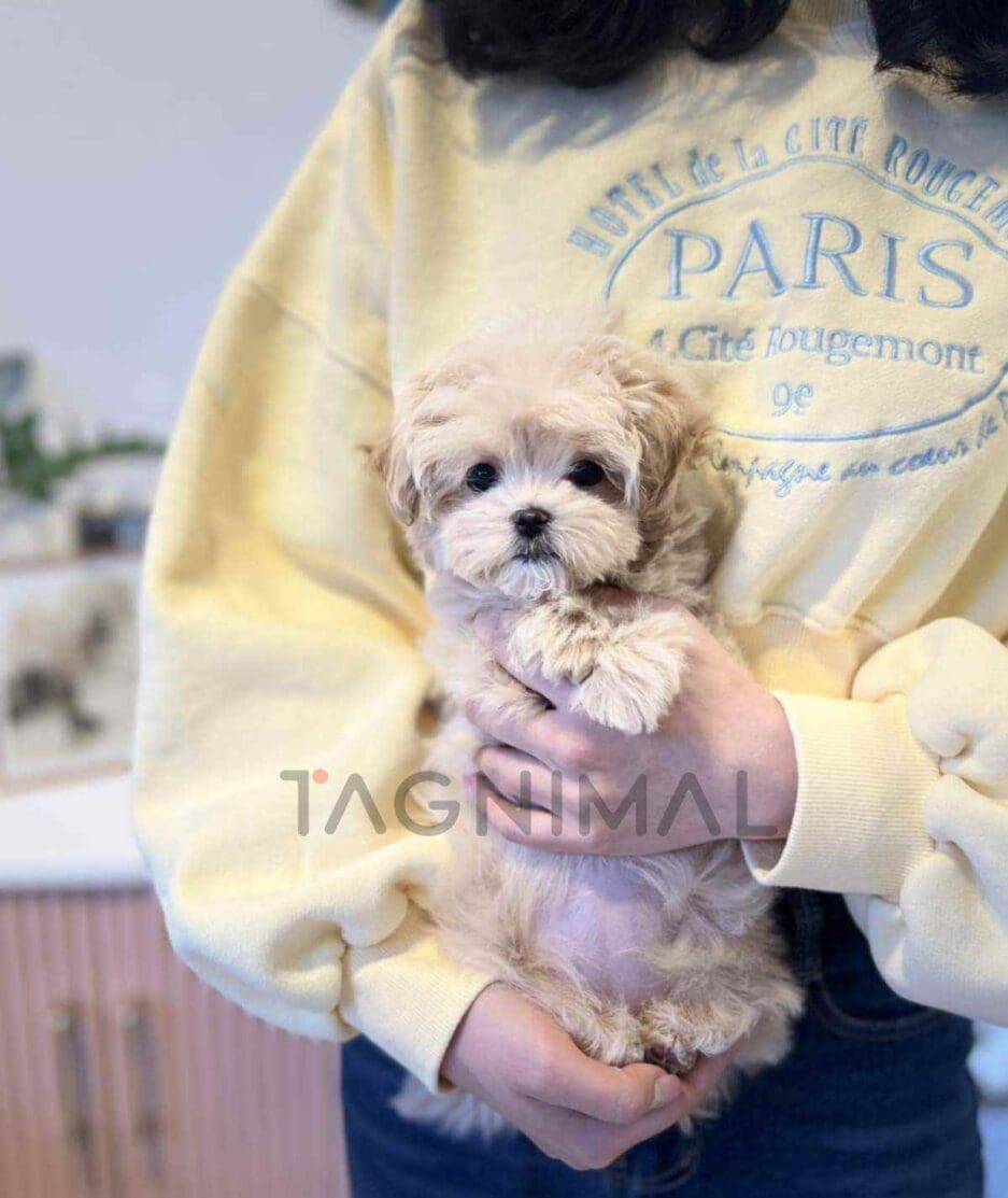 Maltipoo puppy for sale, dog for sale at Tagnimal