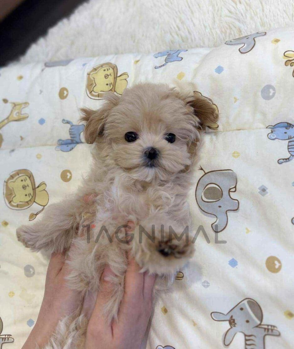 Maltipoo puppy for sale, dog for sale at Tagnimal