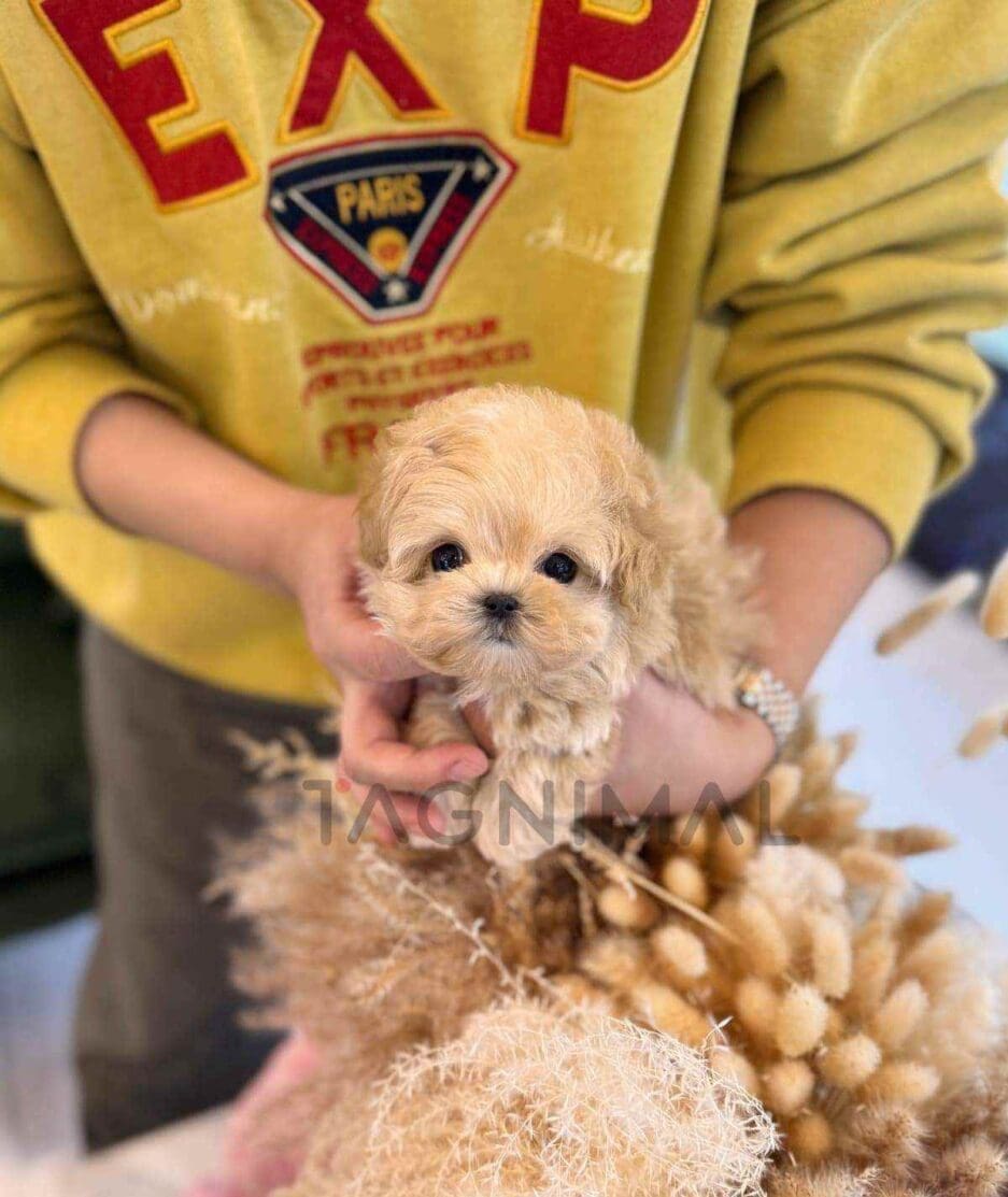 Maltipoo puppy for sale, dog for sale at Tagnimal