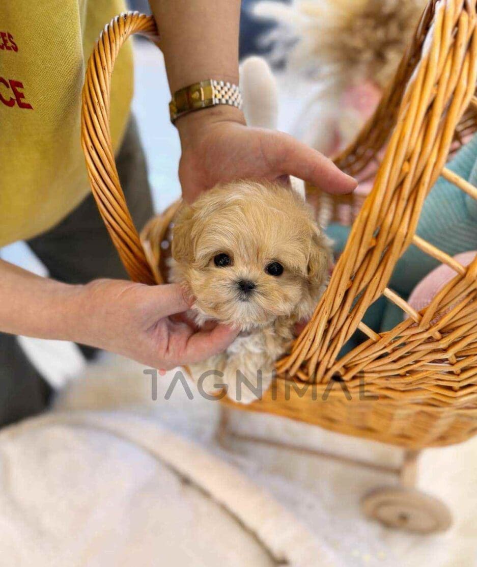 Maltipoo puppy for sale, dog for sale at Tagnimal