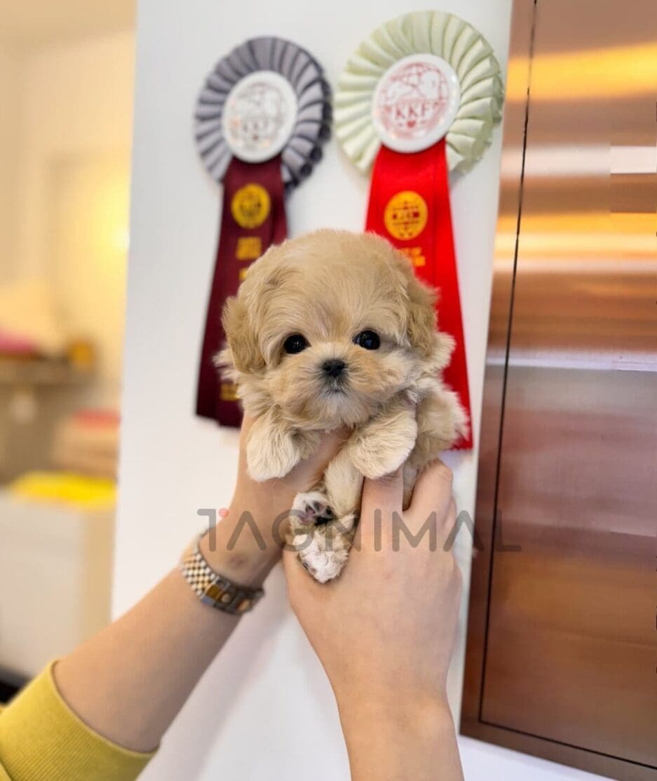 Maltipoo puppy for sale, dog for sale at Tagnimal