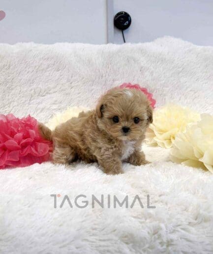 Maltipoo puppy for sale, dog for sale at Tagnimal