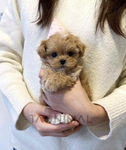 Maltipoo puppy for sale, dog for sale at Tagnimal