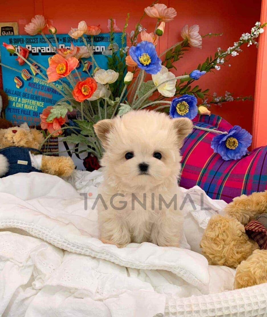 Maltipoo puppy for sale, dog for sale at Tagnimal