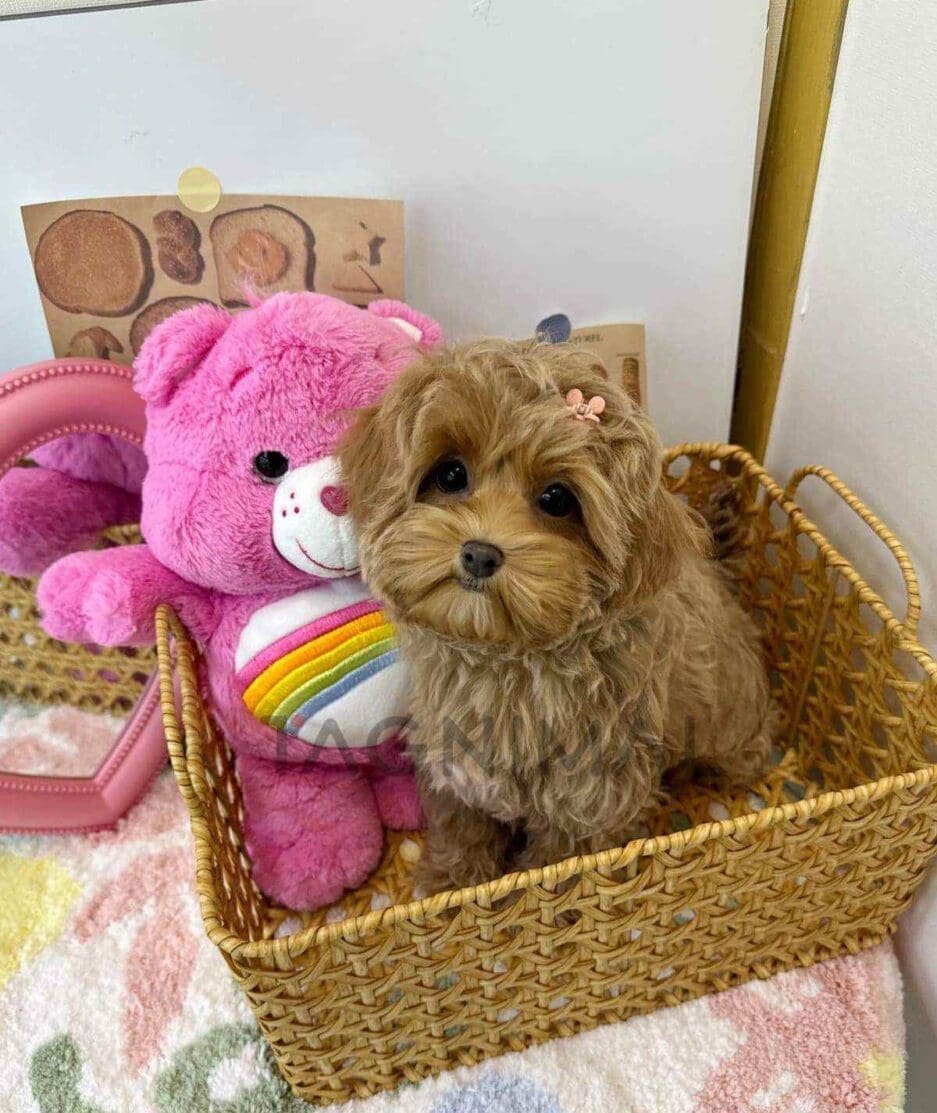 Maltipoo puppy for sale, dog for sale at Tagnimal