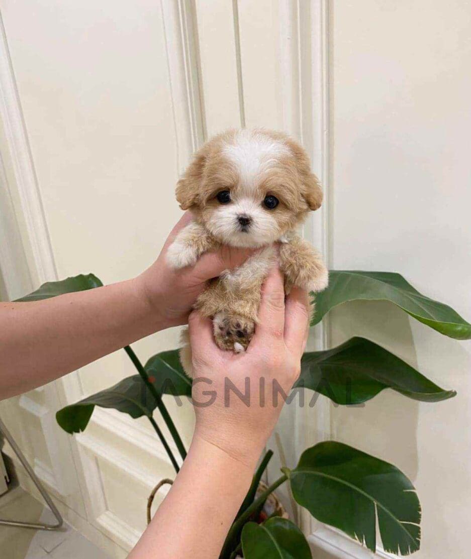 Maltipoo puppy for sale, dog for sale at Tagnimal